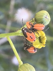 Melanopleurus bicolor