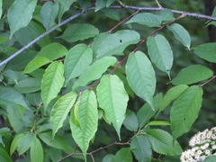 Prunus grayana
