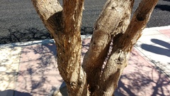 Bursera microphylla