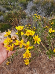 Adenothamnus validus