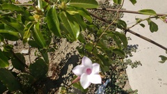 Cryptostegia grandiflora