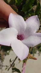 Cryptostegia grandiflora