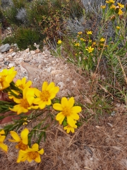 Adenothamnus validus