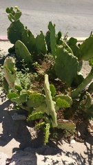 Opuntia
