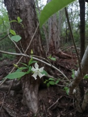 Tabernaemontana amygdalifolia