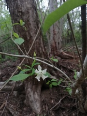Tabernaemontana amygdalifolia