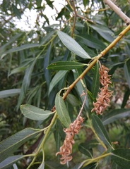 Salix alba micans