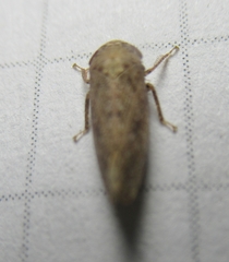 Paraphlepsius continuus