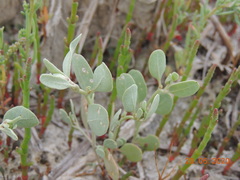 Atriplex verrucifera