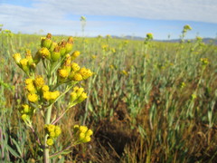 Senecio hydrophilus