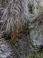 Dracophyllum longifolium