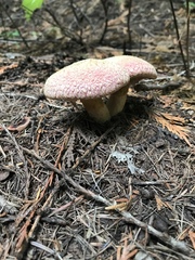 Suillus ochraceoroseus