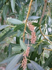 Salix alba micans