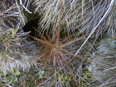 Dracophyllum longifolium