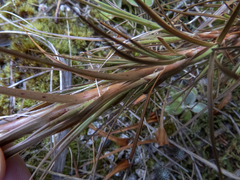 Dracophyllum longifolium