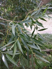 Salix alba micans