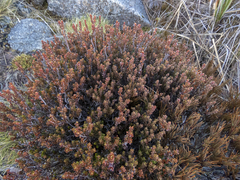 Epacris alpina