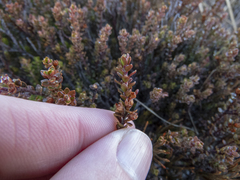 Epacris alpina