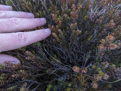 Epacris alpina