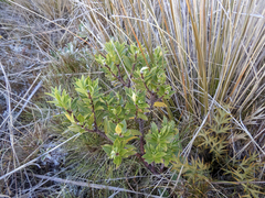 Pimelea gnidia