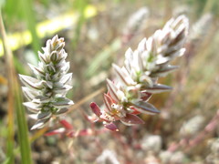 Polygonum polygaloides confertiflorum