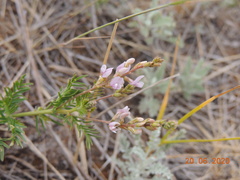 Astragalus sulcatus