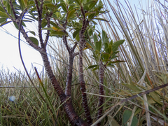 Pimelea gnidia