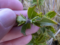 Pimelea gnidia