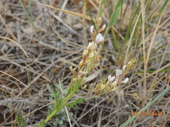 Astragalus sulcatus