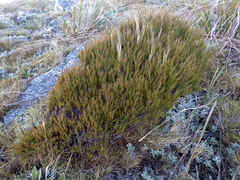 Dracophyllum longifolium