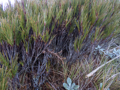 Dracophyllum longifolium
