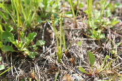 Botrychium simplex