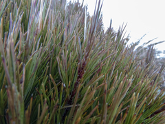 Dracophyllum longifolium