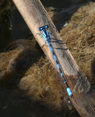 Enallagma risi