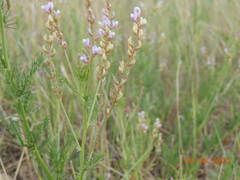 Astragalus sulcatus