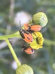 Melanopleurus bicolor