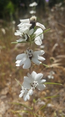 Calycadenia