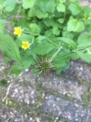 Geum urbanum