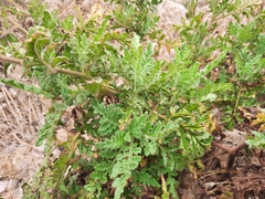 Phacelia ixodes
