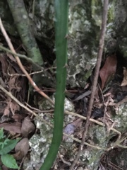 Selenicereus triangularis
