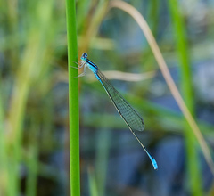 Aciagrion