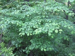 Ulmus laciniata