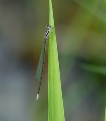 Aciagrion hisopa