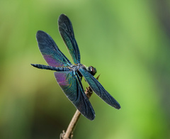Rhyothemis plutonia