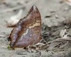 Charaxinae