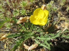 Oenothera flava