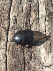 Hister quadrimaculatus