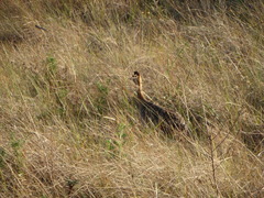 Rhynchotus rufescens