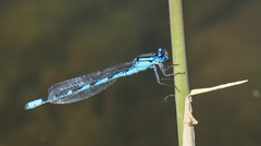 Enallagma risi