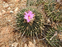 Echinofossulocactus lamellosus